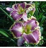 Daylily - Bestseller - 3 Plants - Hardy - Garden-Select.com