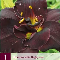 Taglilie - Bogeyman - 3 Pflanzen