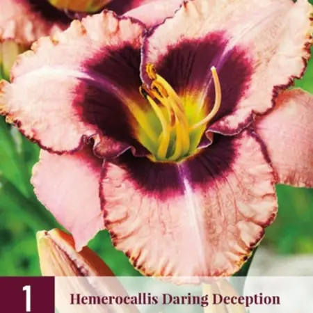 Day Lily - Daring Deception - 3 Plants - Buy Easy Perennials?