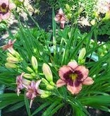 Day Lily - Daring Deception - 5 Plants - Buy Easy Perennials?