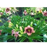 Day Lily - Daring Deception - 5 Plants - Buy Easy Perennials?