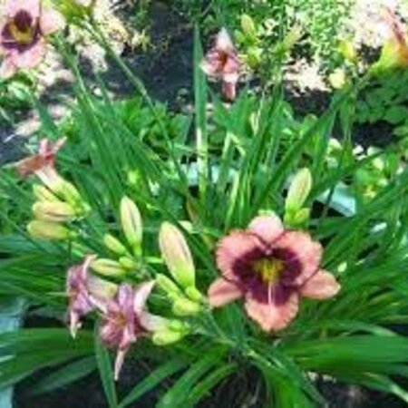 Day Lily - Daring Deception - 5 Plants - Buy Easy Perennials?