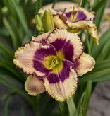 Day Lily - Daring Deception - 5 Plants - Buy Easy Perennials?