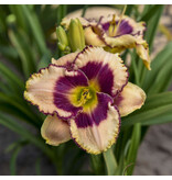 Day Lily - Daring Deception - 5 Plants - Buy Easy Perennials?