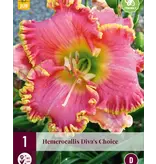 Daylily / Hemerocallis - Diva's Choice - 3 Plants - Buy Perennials?