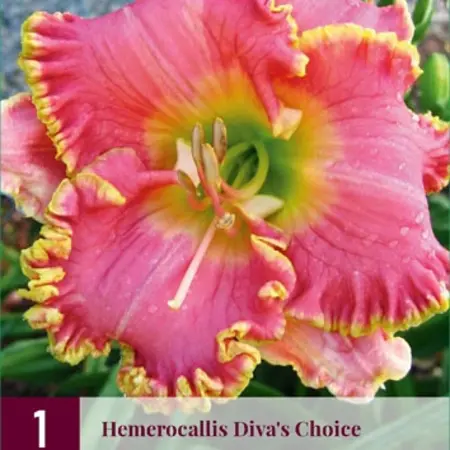 Daglelie / Hemerocallis - Diva's Choice - 3 Planten - Vaste Planten Kopen?