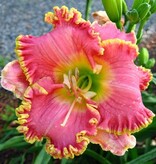 Daglelie / Hemerocallis - Diva's Choice - 3 Planten - Vaste Planten Kopen?