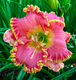 Daylily / Hemerocallis - Diva's Choice - 3 Plants - Buy Perennials?