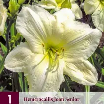 Taglilie - Joan Senior - 3 Pflanzen - Neu