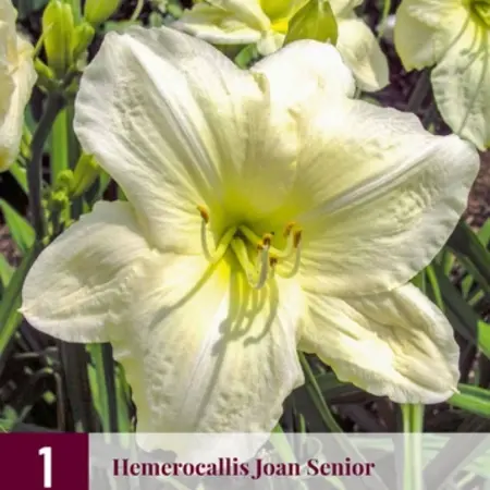 Daglelie / Hemerocallis - Joan Senior - 3 Planten - Nieuw - Goedkope Tuinplanten
