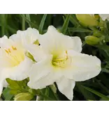 Daglelie / Hemerocallis - Joan Senior - 3 Planten - Nieuw - Goedkope Tuinplanten