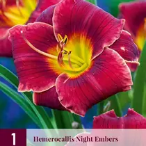 Daglelie - Night Embers - 3 Planten