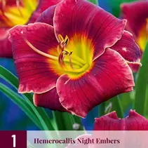 Day lily - Night Embers - 3 Plants