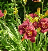 Taglilie - Nachtglut - 5 Pflanzen - Neu - Zieht Schmetterlinge an - Garden-Select.com