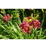 Taglilie - Nachtglut - 3 Pflanzen - Neu - Zieht Schmetterlinge an - Garden-Select.com