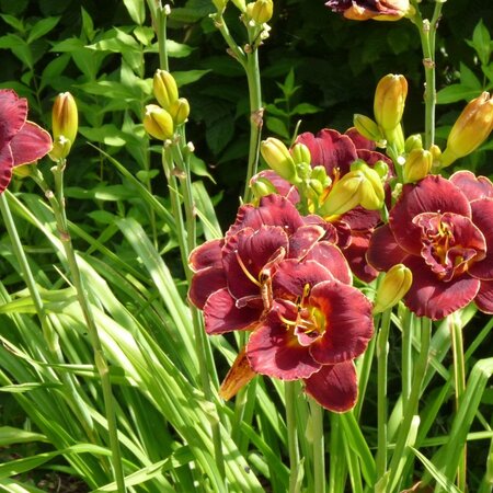 Daglelie - Night Embers - 5 Planten - Nieuw - Trekt Vlinders Aan - Garden-Select.com