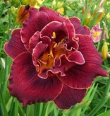 Taglilie - Nachtglut - 5 Pflanzen - Neu - Zieht Schmetterlinge an - Garden-Select.com