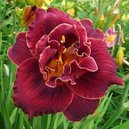 Daglelie - Night Embers - 3 Planten - Nieuw - Trekt Vlinders Aan - Garden-Select.com