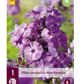 Phlox  Paniculata Blue Paradise - 3 Planten - Vlambloem - Garden-Select.com