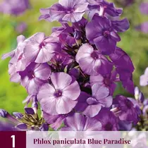 Phlox  Paniculata Blue Paradise - 3 Planten