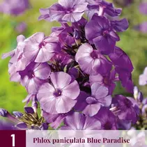 Phlox Paniculata Blaues Paradies - 3 Pflanzen