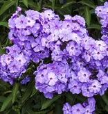Phlox Paniculata Blaues Paradies - 5 Pflanzen - Flachsblume - Garden-Select.com