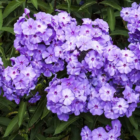Phlox Paniculata Blaues Paradies - 5 Pflanzen - Flachsblume - Garden-Select.com