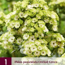 Phlox Paniculata Orchidee Grün - 3 Pflanzen