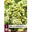 Phlox  Paniculata Orchid Green - 3 Planten - Vlambloem - Wintervast - Garden-Select.com
