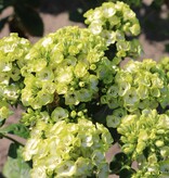 Phlox Paniculata Orchid Green - 5 Plants - Flax flower - Winterproof - Garden-Select.com