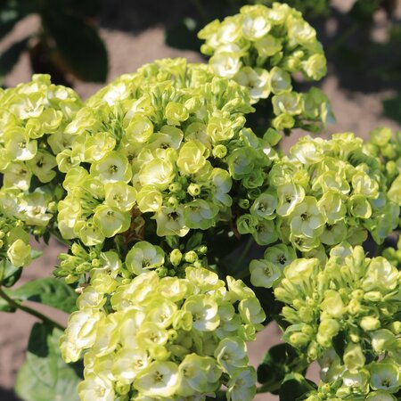 Phlox  Paniculata Orchid Green - 5 Planten - Vlambloem - Wintervast - Garden-Select.com