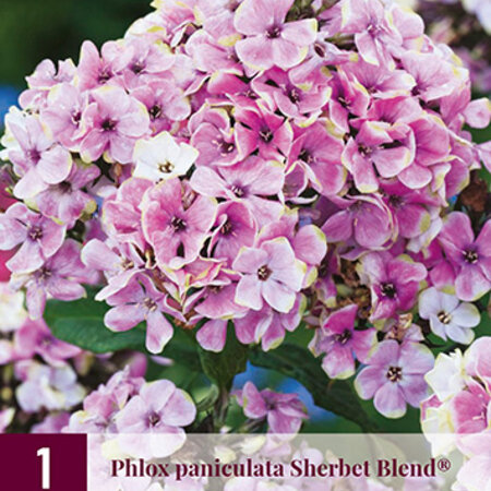 Phlox  Paniculata Sherbet Blend - 3 Planten - Vlambloem - Zomerplant