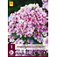 Phlox  Paniculata Sherbet Blend - 3 Planten - Vlambloem - Zomerplant