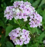 Phlox  Paniculata Sherbet Blend - 5 Planten - Vlambloem - Zomerplant