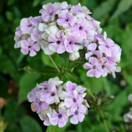 Phlox  Paniculata Sherbet Blend - 5 Planten - Vlambloem - Zomerplant