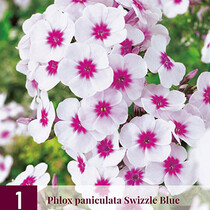 Phlox Paniculata Swizzle Blue - 3 Plants