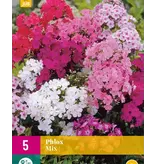 Phlox Mix - 5 Planten - Wit, Roze, Paars Gemengde Pflox - Vlambloem - Garden-Select.com