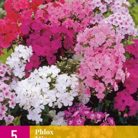 Phlox Mix - 5 Pflanzen - Weiß, Rosa, Lila Gemischter Phlox - Schmetterlingsblume - Garden-Select.com