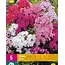 Phlox Mix - 5 Plants - White, Pink, Purple Mixed Phlox - Butterfly Flower - Garden-Select.com