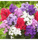 Phlox Mix - 5 Pflanzen - Weiß, Rosa, Lila Gemischter Phlox - Schmetterlingsblume - Garden-Select.com