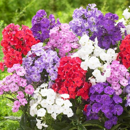 Phlox Mix - 5 Pflanzen - Weiß, Rosa, Lila Gemischter Phlox - Schmetterlingsblume - Garden-Select.com