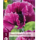Papaver - Patty's Plum - 3 Planten - Oosterse Klaproos - Vaste Tuinplanten Kopen?