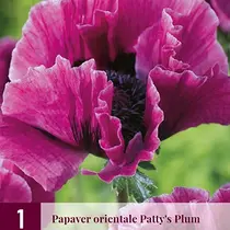 Papaver - Patty's Plum - 3 Planten