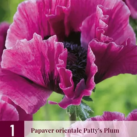 Papaver - Patty's Plum - 3 Planten - Oosterse Klaproos - Vaste Tuinplanten Kopen?