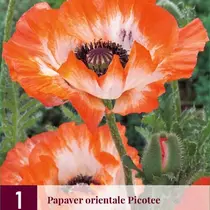 Papaver - Picotee - 3 Planten