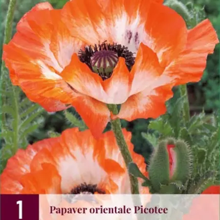 Papaver - Picotee - 3 Planten - Oosterse Klaproos - Vaste Tuinplanten Kopen?