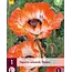 Poppy - Picotee - 3 Plants - Oriental Poppy - Buy Perennial Garden Plants?