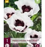 Papaver - Perry's White - 3 Planten - Oosterse Klaproos - Vaste Tuinplanten Kopen?