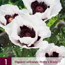 Mohn - Perry's Weiß - 3 Pflanzen