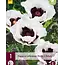 Poppy - Perry's White - 3 Plants - Oriental Poppy - Buy Perennial Garden Plants?